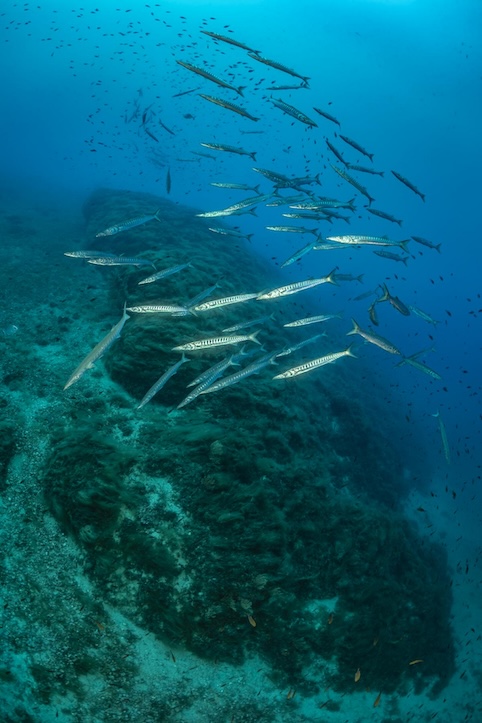 School of Mediterranean Barracudas, Sphyraena sphyraena, hovering over the reef, dive site: Island of Scoglietto, Island of Elba, Tuscani, Italy, Mediterranean Sea. All images with the support of AQUANAUTIC ELBA (www.aquanautic-elba.de). Model releases available.