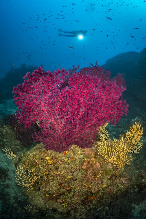 Red Gogonian corals, Paramuricea clavata, or violescent sea-whip, with a diver in the background holding a torch, Island of Elba, Tuscani, Italy, Mediterranean Sea. All images with the support of AQUANAUTIC ELBA (www.aquanautic-elba.de). Model releases available.